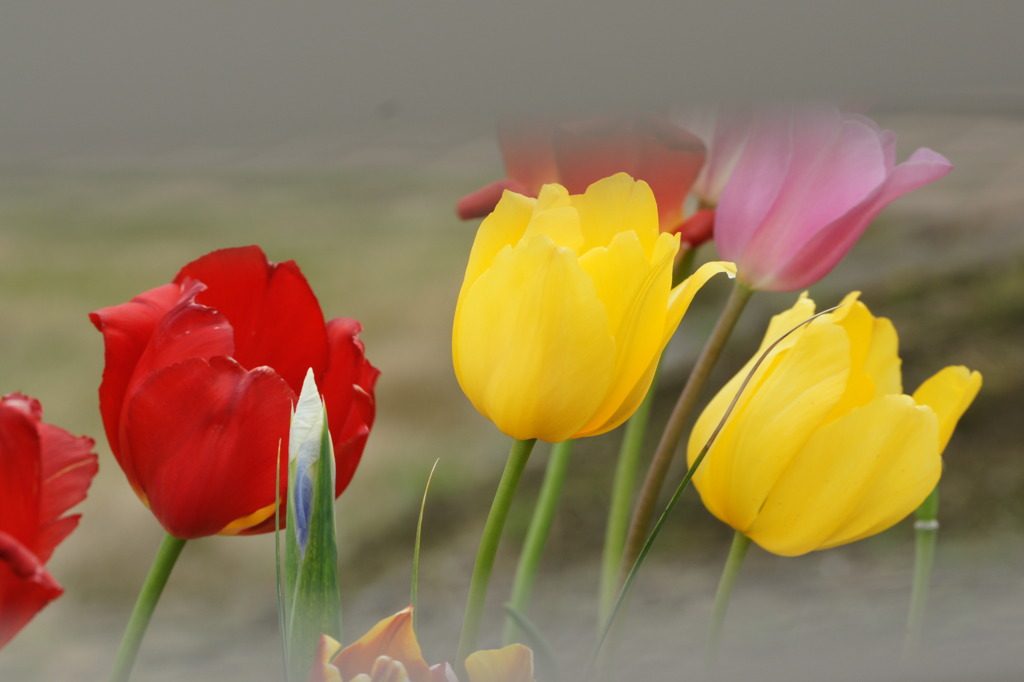 3754 塀越しの花