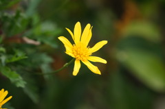 0829 今朝の花