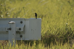 6337　ここにも1