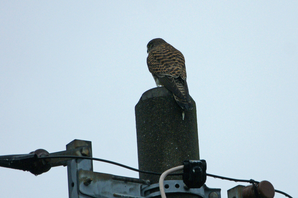 4306tm　チョウゲンボウ再び