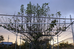 6542　何が実るか？