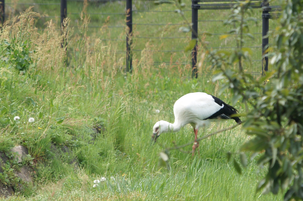 1551t コウノトリ