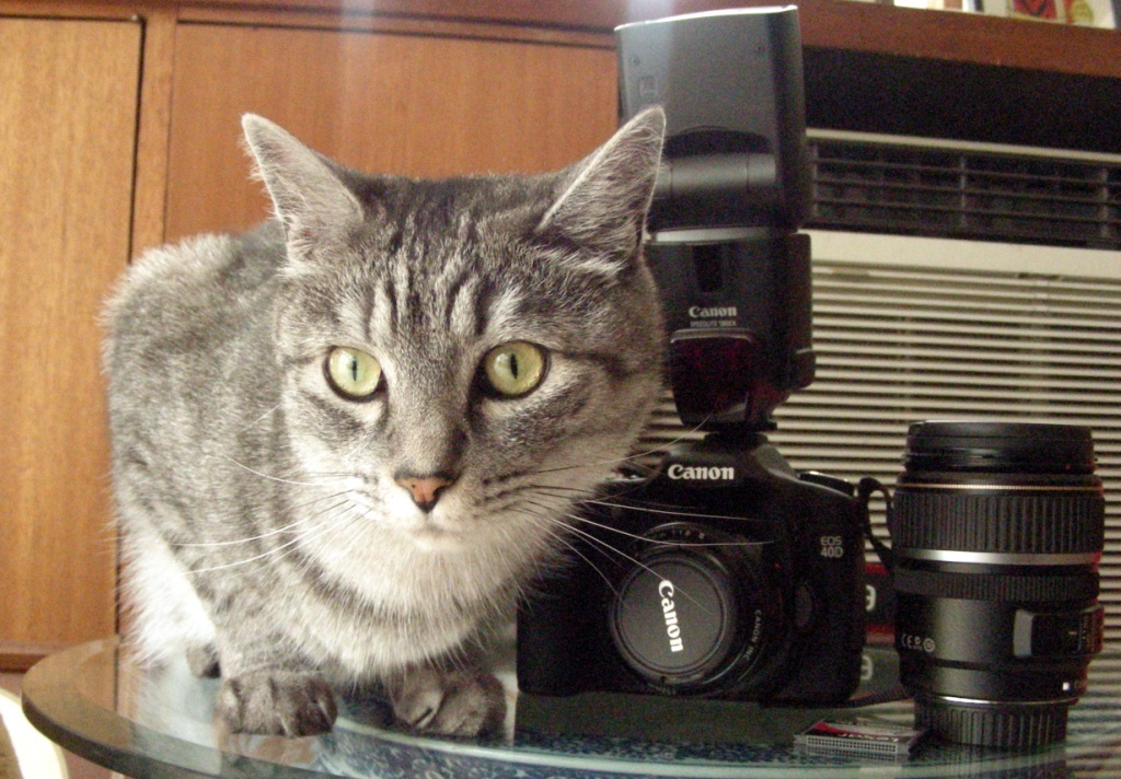 MY MACHINE！鉄砲伝来　いっちゃん
