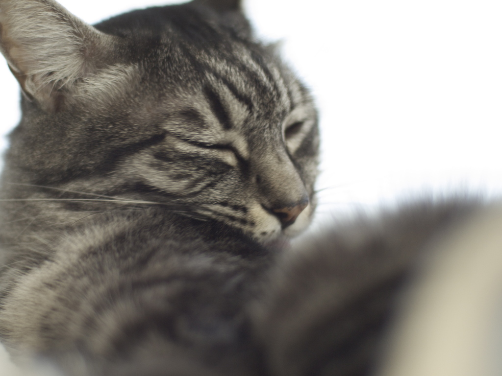 ズイコー 50ミリ F1.4