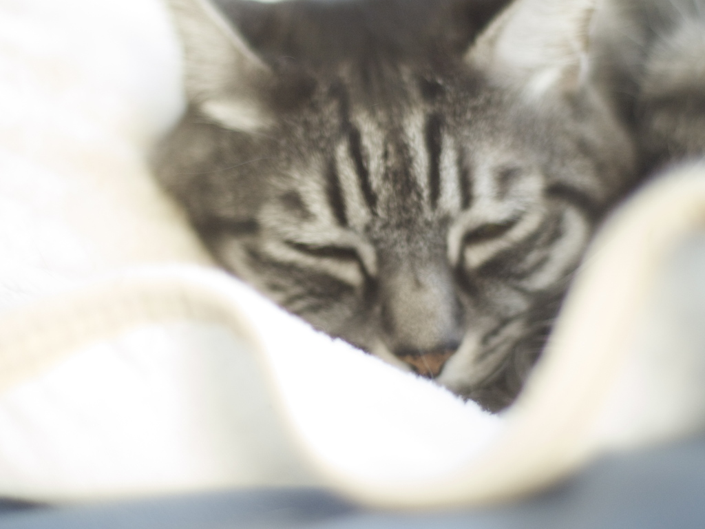 ズイコー 50ミリ F1.4