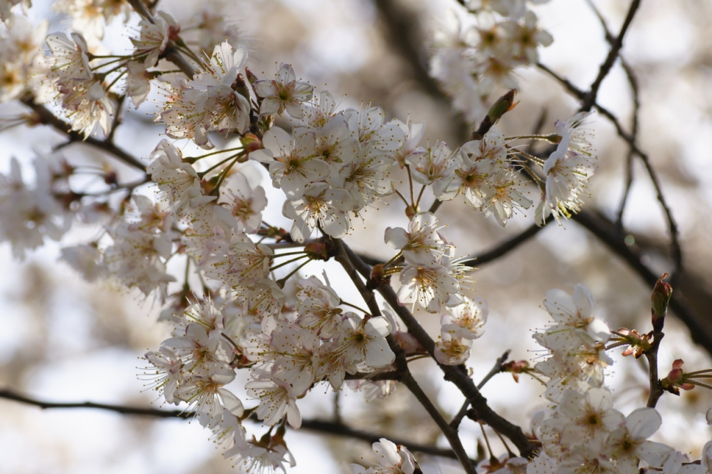 さくらんぼの花