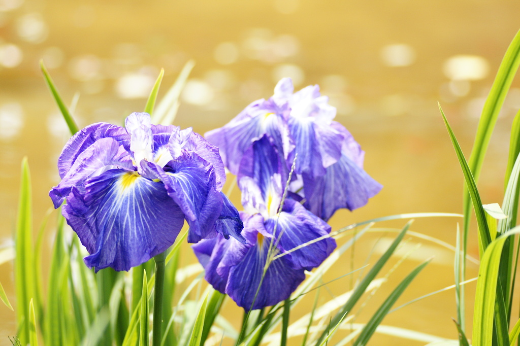花菖蒲