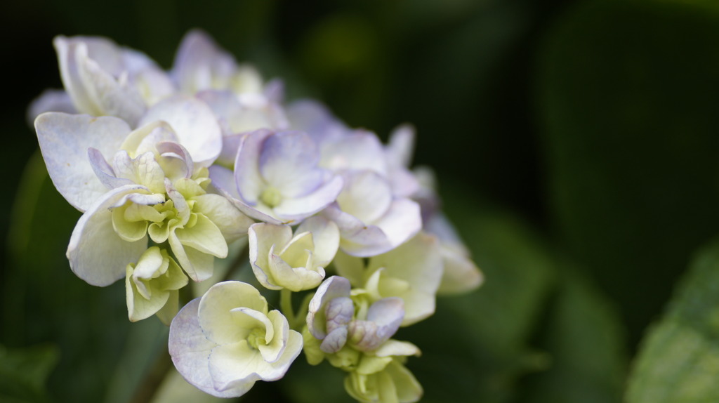 撮り比べ　Tamron 90mmMacro