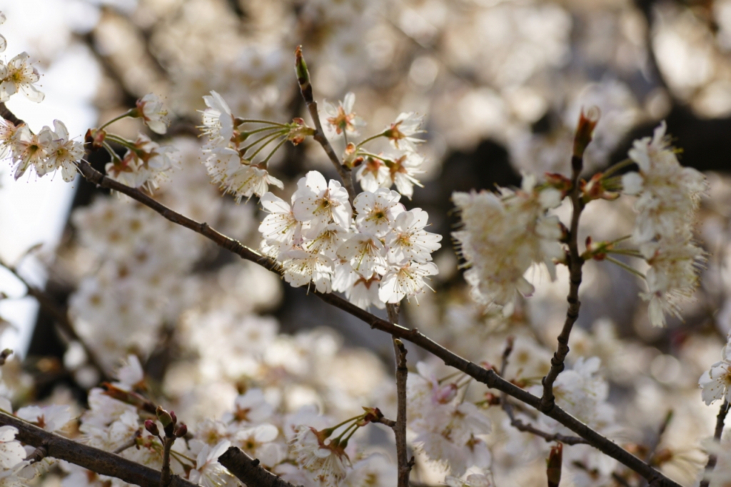 さくらんぼの花