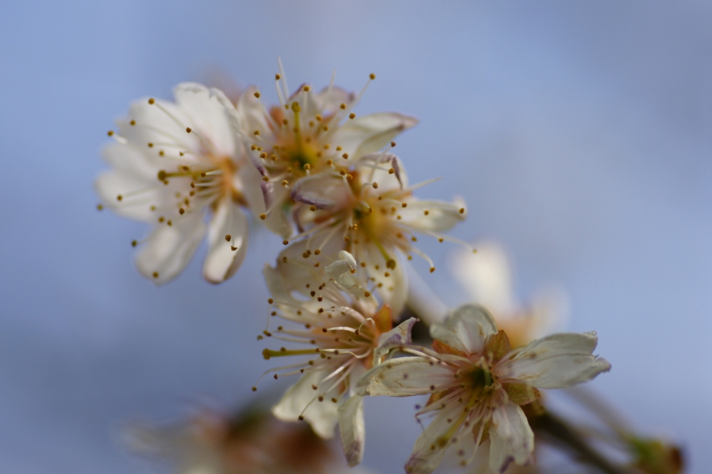 さくらんぼの花