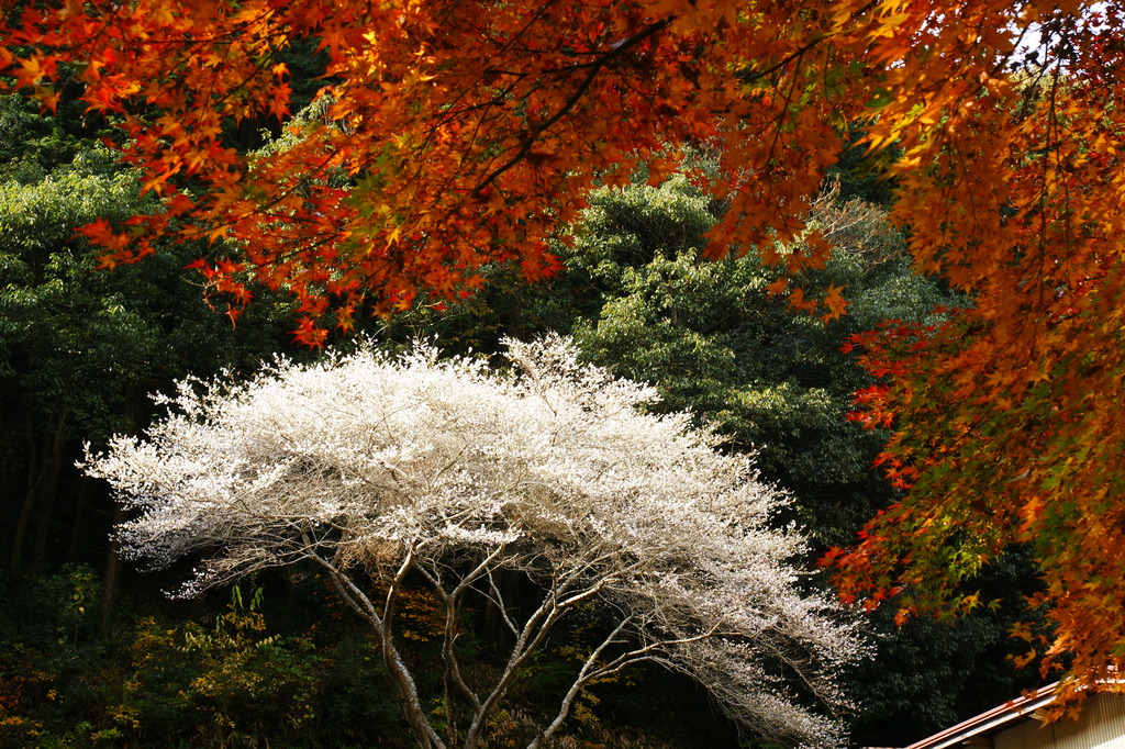 四季桜