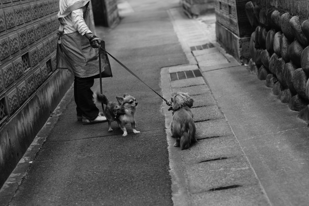 お散歩