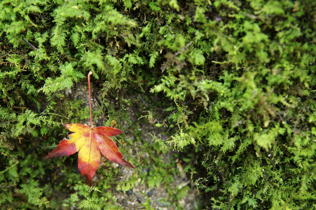 落紅葉