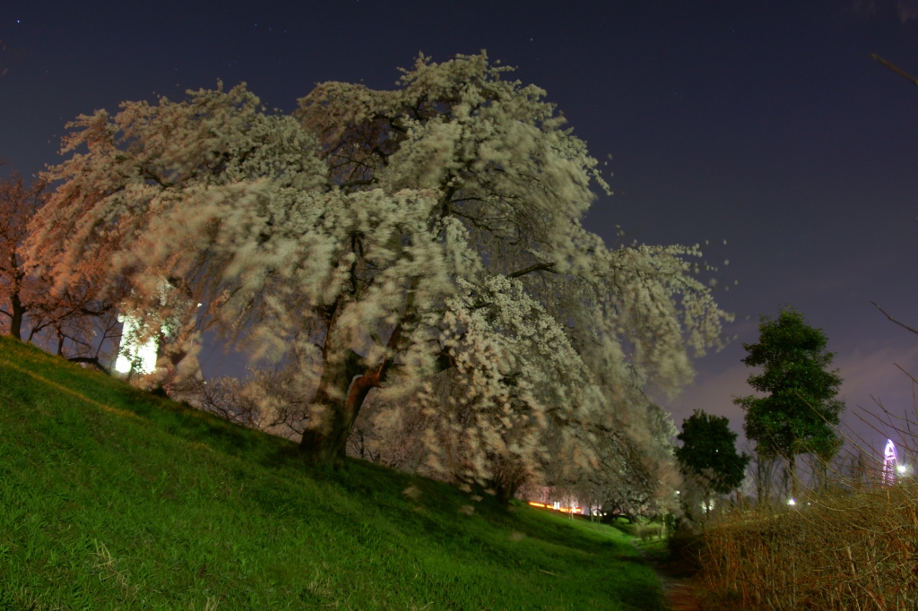 夜桜　魚眼