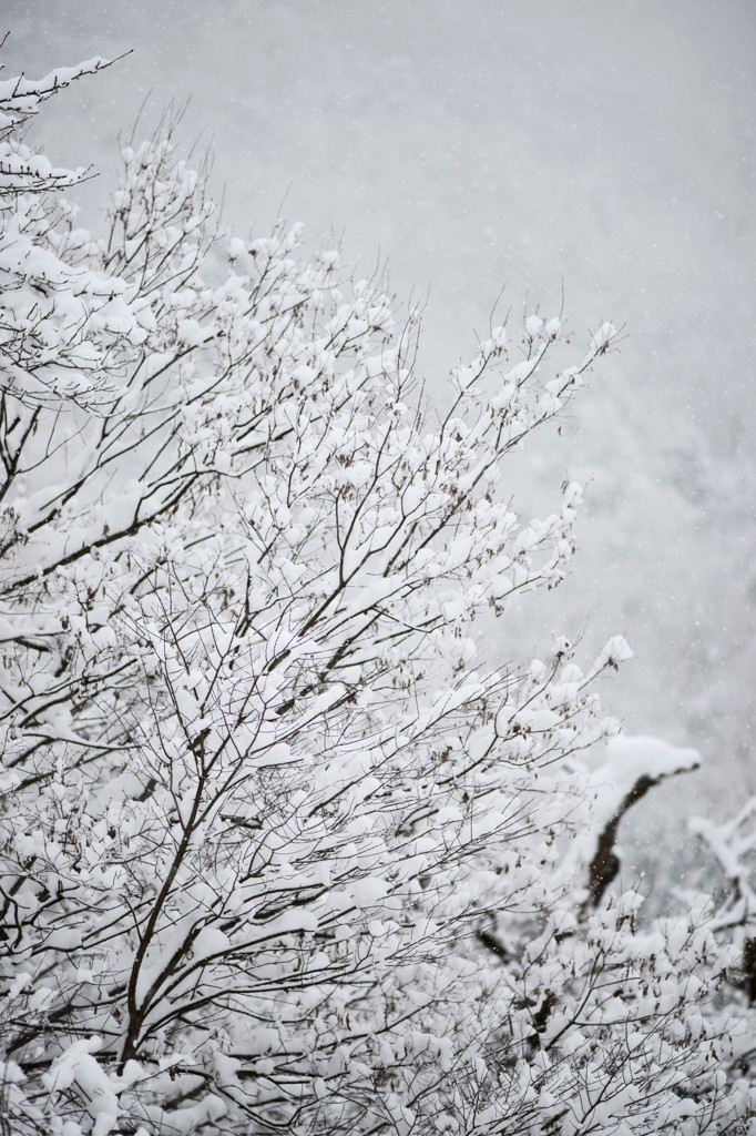 風雪