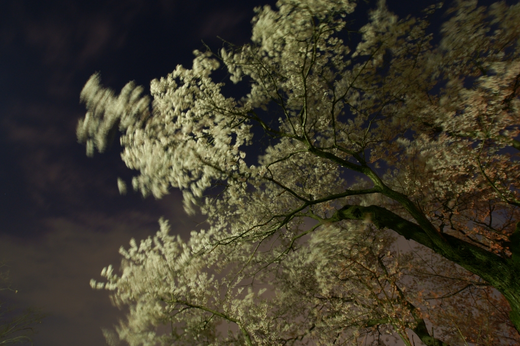 夜桜　広角