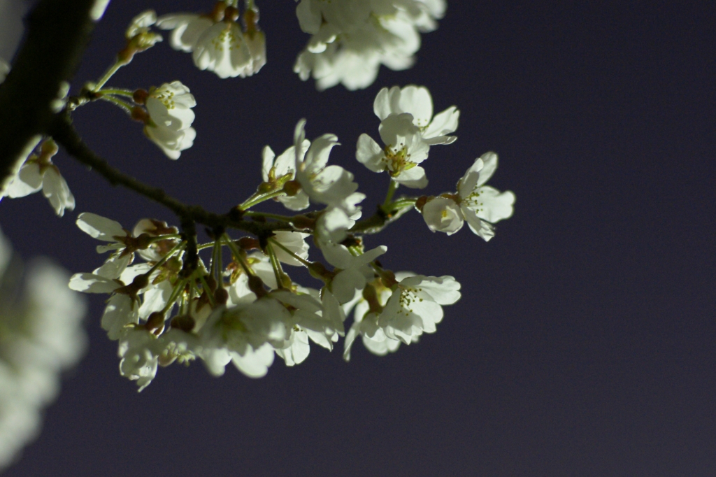 夜桜