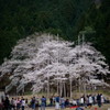 淡墨桜2011