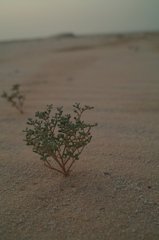 Small plant