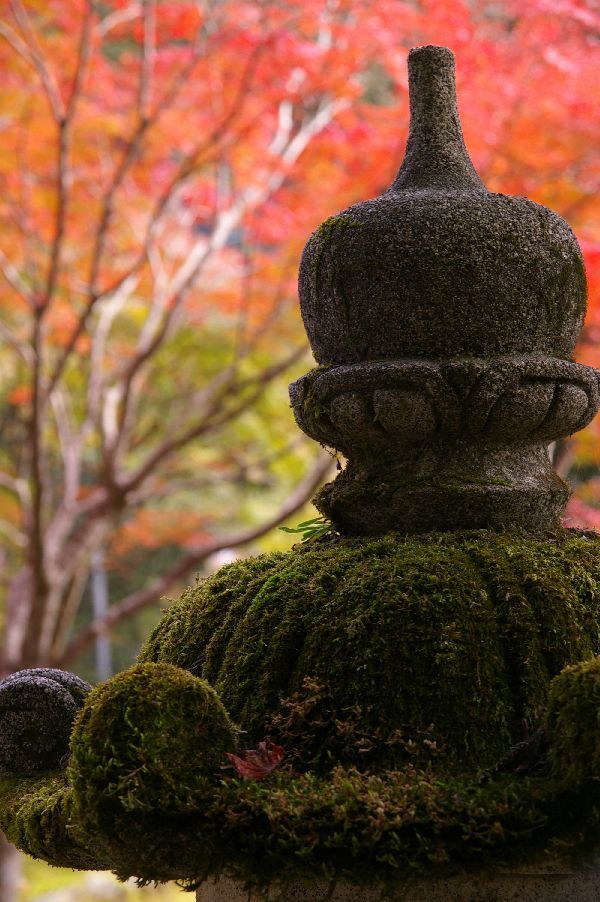 苔むす灯篭