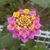 ランタナの花