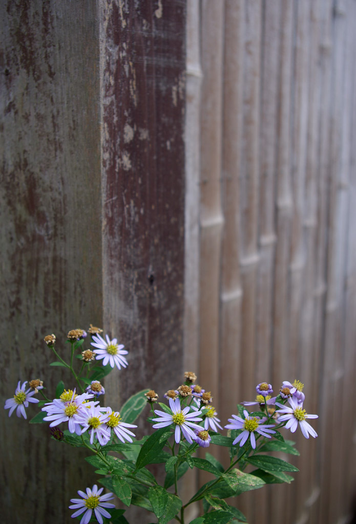 キク科らしき花