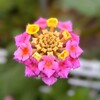 ランタナの花