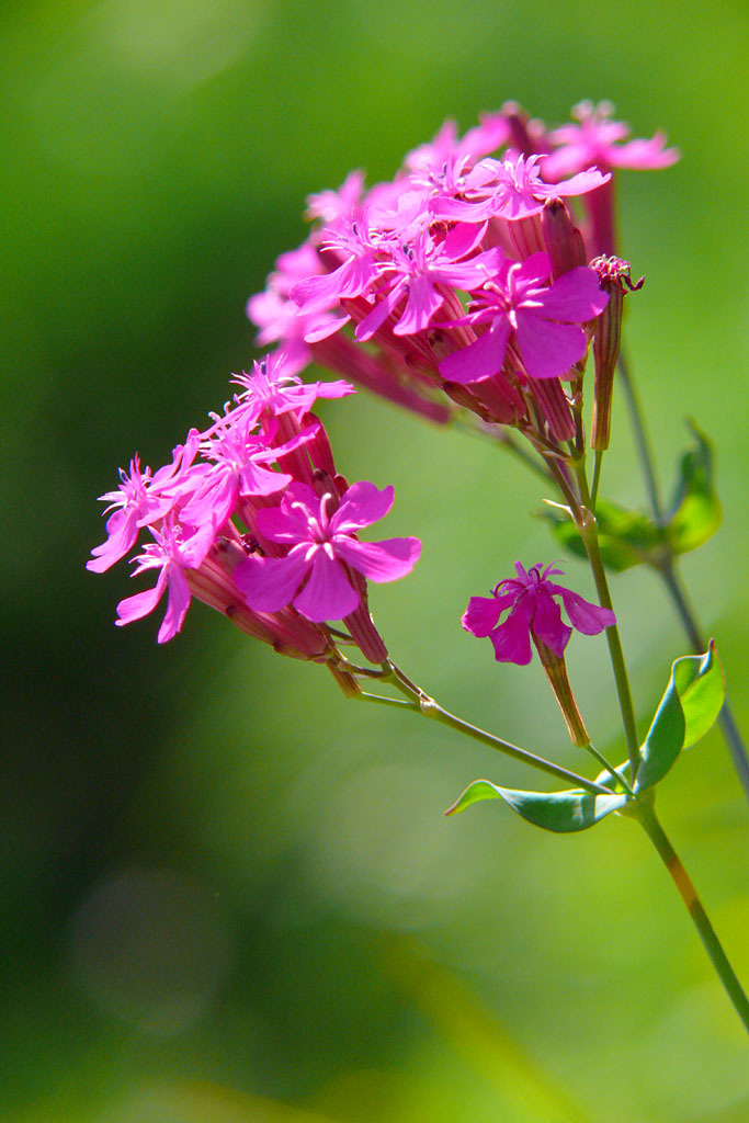 名も分からなき花