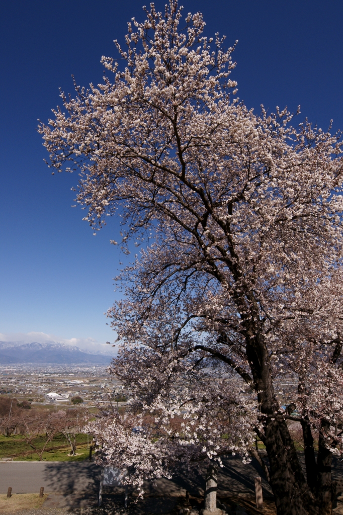 甲州蚕影桜