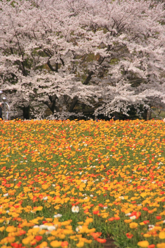 桜とポピー