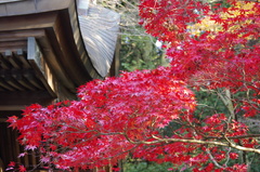 竈神社の紅葉