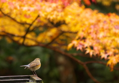 紅葉を愛でる