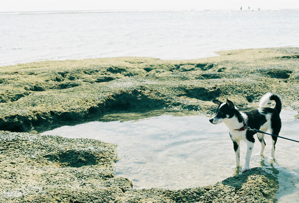 犬