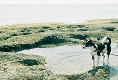 犬