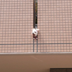 わん