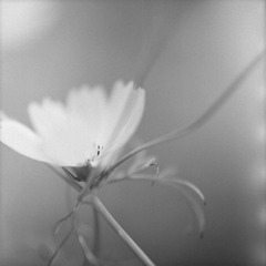 秋