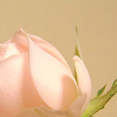 RIMG2599