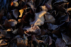  Dead leaves decorate.