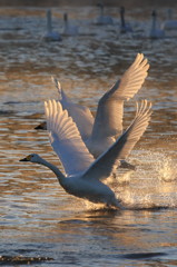 four wings