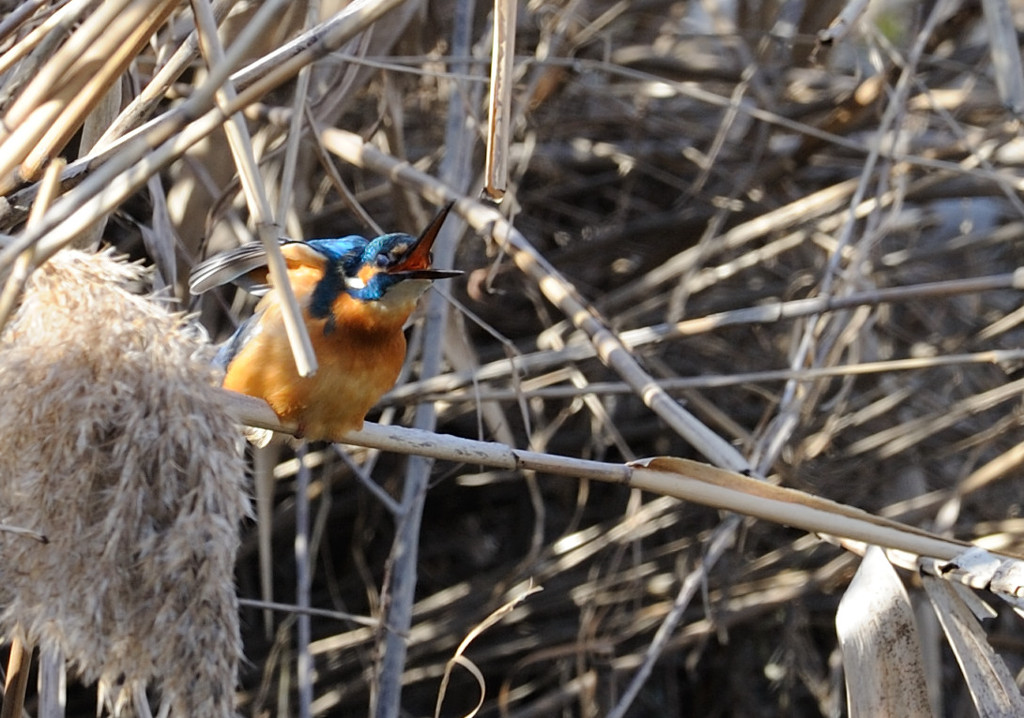 遠吠え？ｗｗｗ