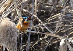 遠吠え？ｗｗｗ