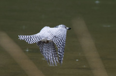 久々のさんにっぱ・・・