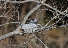 坊主も同然。。。