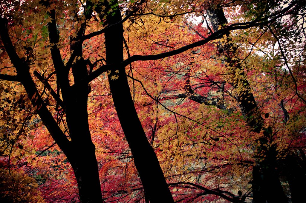 Autumnal leaves