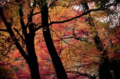 Autumnal leaves