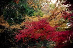 Autumnal leaves2