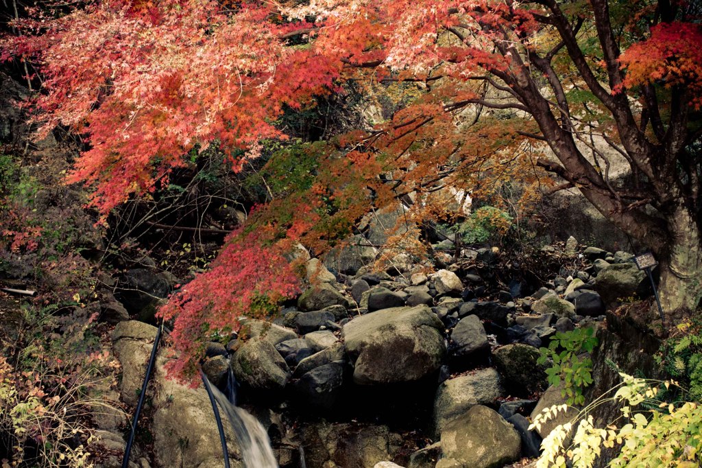 Autumnal leaves3