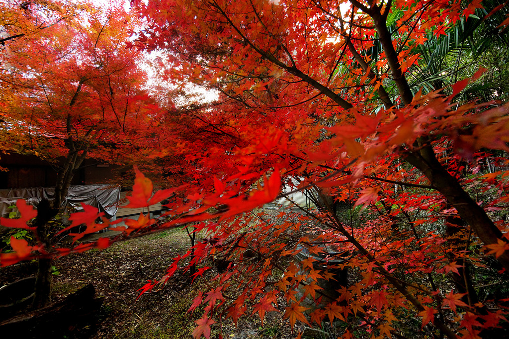 紅葉炸裂！