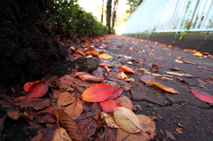 秋の歩道