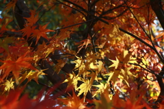 golden maple